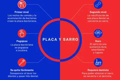 Placa bacteriana pegajosa que, si no se eliminan los restos de comida y se dejan los dientes sin lavar, se calcifica y se convierte en sarro duro.