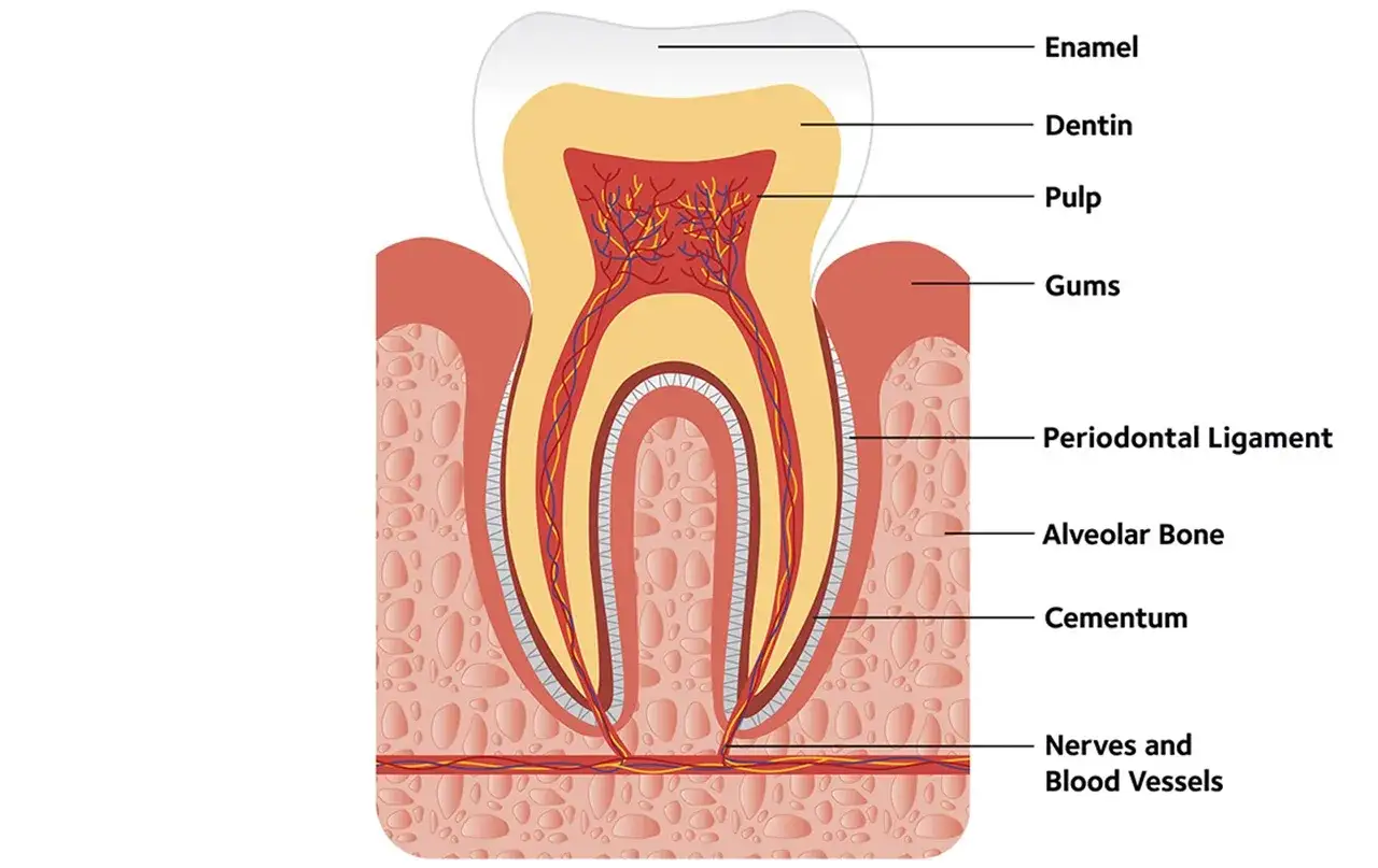 Corte transversal de como es una muela, mostrando esmalte, dentina, pulpa, encías, ligamento periodontal, hueso alveolar, cemento y vasos sanguíneos.